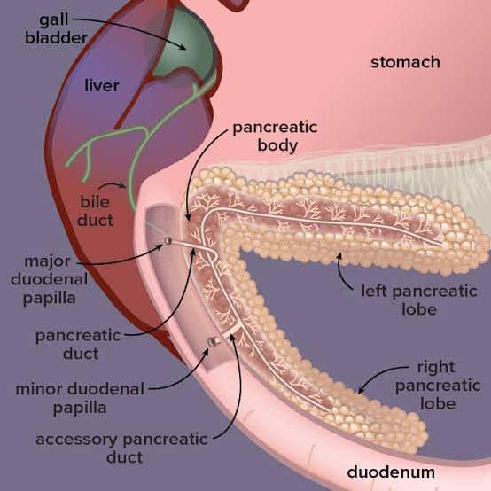 what-is-exocrine-pancreatic-insufficiency-new-zealand-epi-dogs